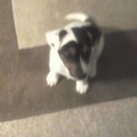 Photo of David Davies